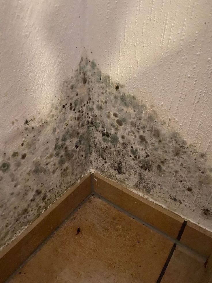 Moisissures dans l'angle d'un mur causées par l'humidité